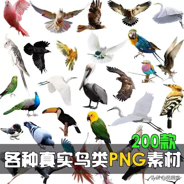 免抠真实鸟类鸽子鹦鹉天鹅白鹭飞鸟园林景观PSPNG透明设计素材-1.jpg