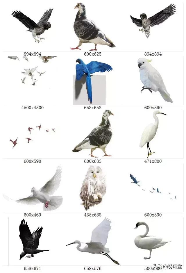免抠真实鸟类鸽子鹦鹉天鹅白鹭飞鸟园林景观PSPNG透明设计素材-2.jpg