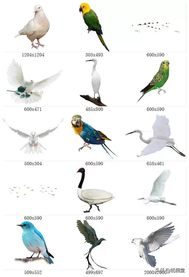 免抠真实鸟类鸽子鹦鹉天鹅白鹭飞鸟园林景观PSPNG透明设计素材-3.jpg