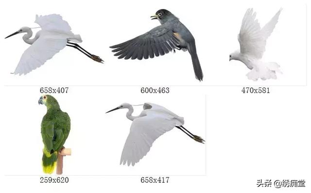 免抠真实鸟类鸽子鹦鹉天鹅白鹭飞鸟园林景观PSPNG透明设计素材-7.jpg