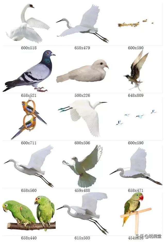 免抠真实鸟类鸽子鹦鹉天鹅白鹭飞鸟园林景观PSPNG透明设计素材-10.jpg